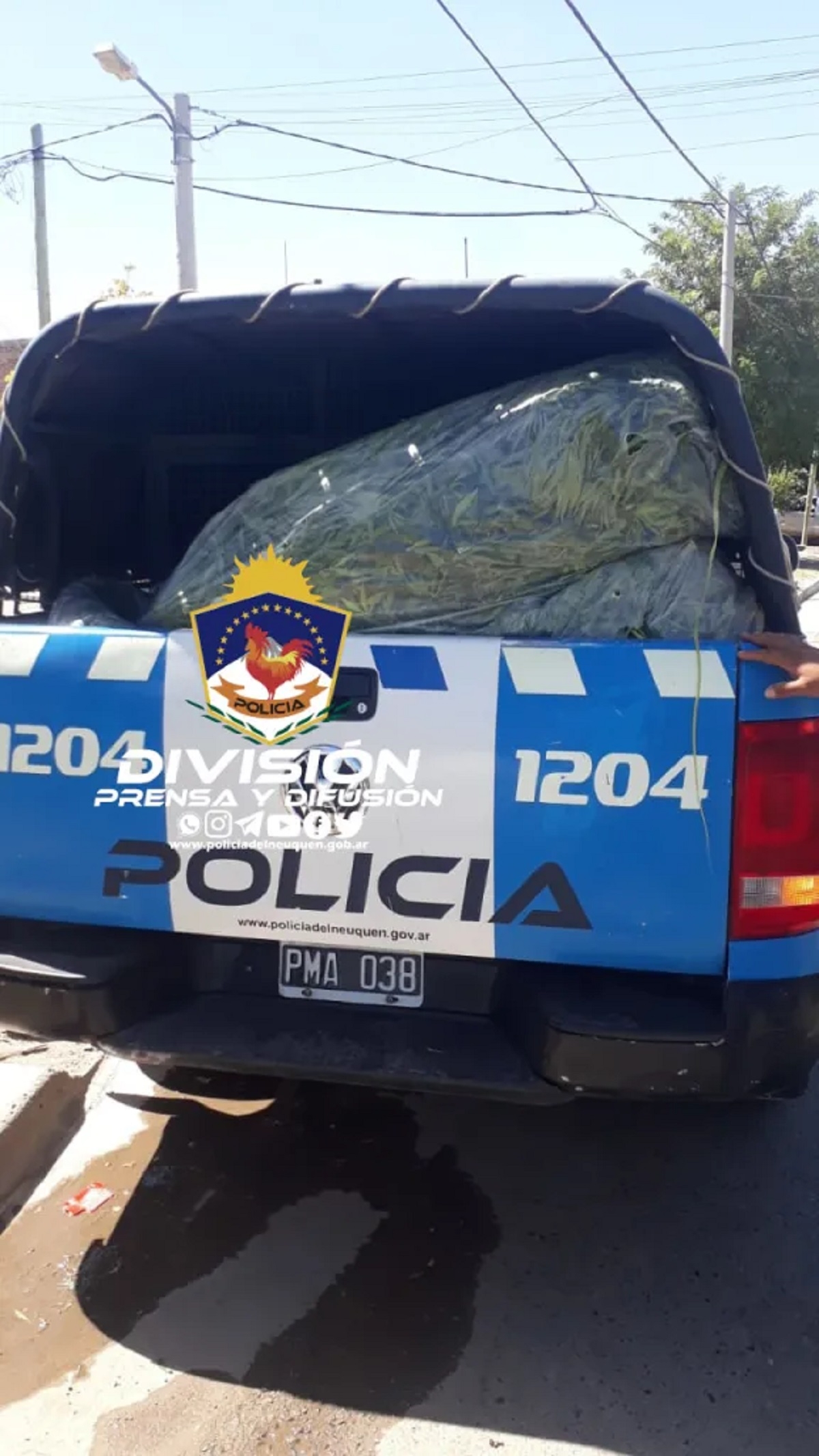 plantas de cannabis incautadas 6 marzo