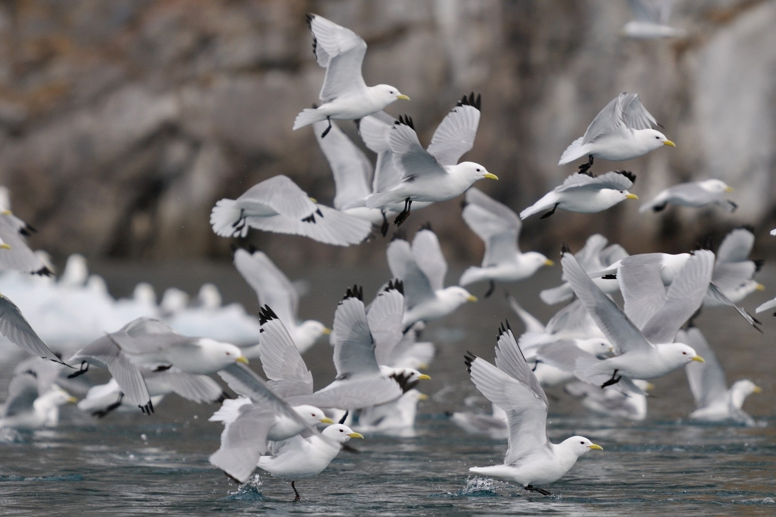 www.minutoneuquen.com.ar gaviota3