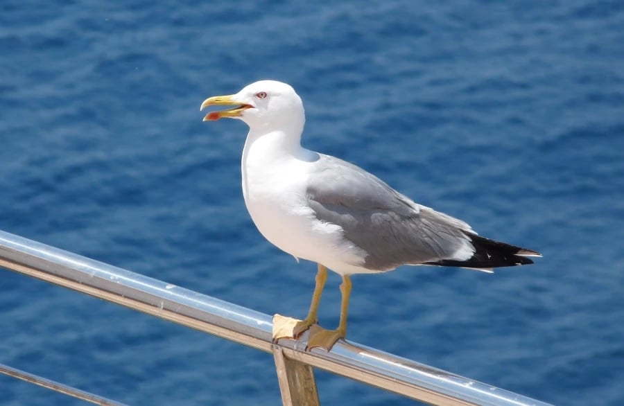 www.minutoneuquen.com.ar gaviotas2