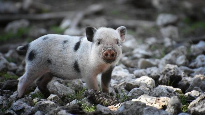 -se-puede-tener-un-cerdo-como-mascota_-1-655x368