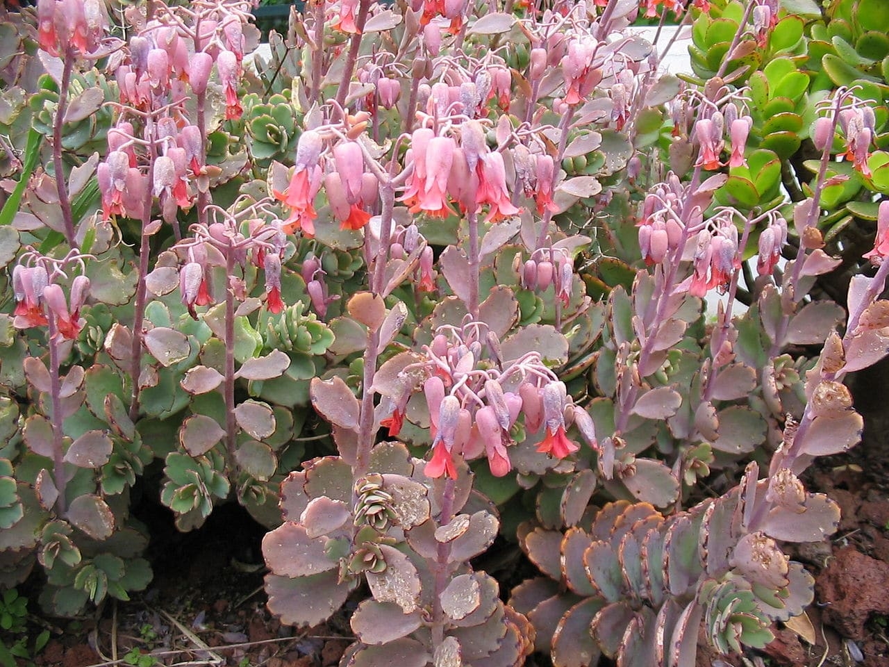 kalanchoe_fedtschenkoi