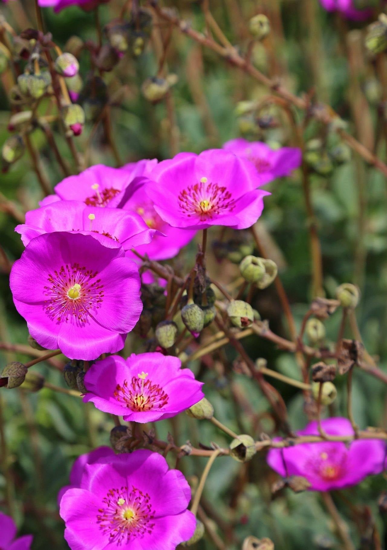 plantas-suculentas-con-flor-calandrina_3c845700_1280x1820