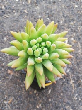 suculentas44
