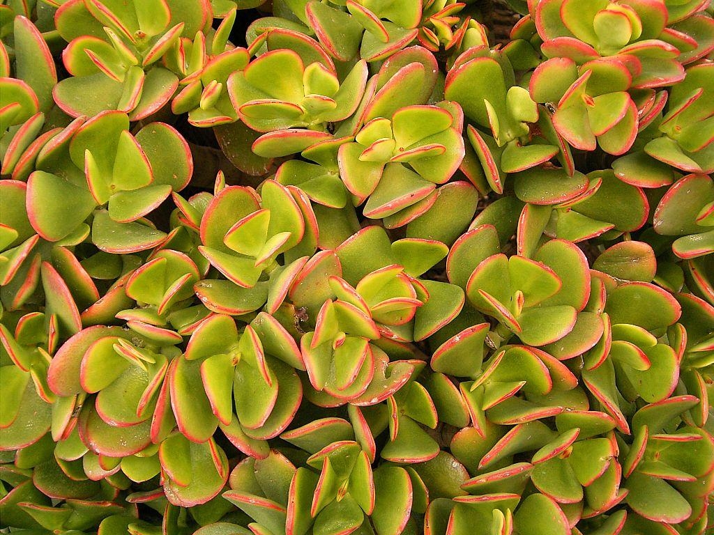 como_cuidar_la_planta_de_jade_48799_orig