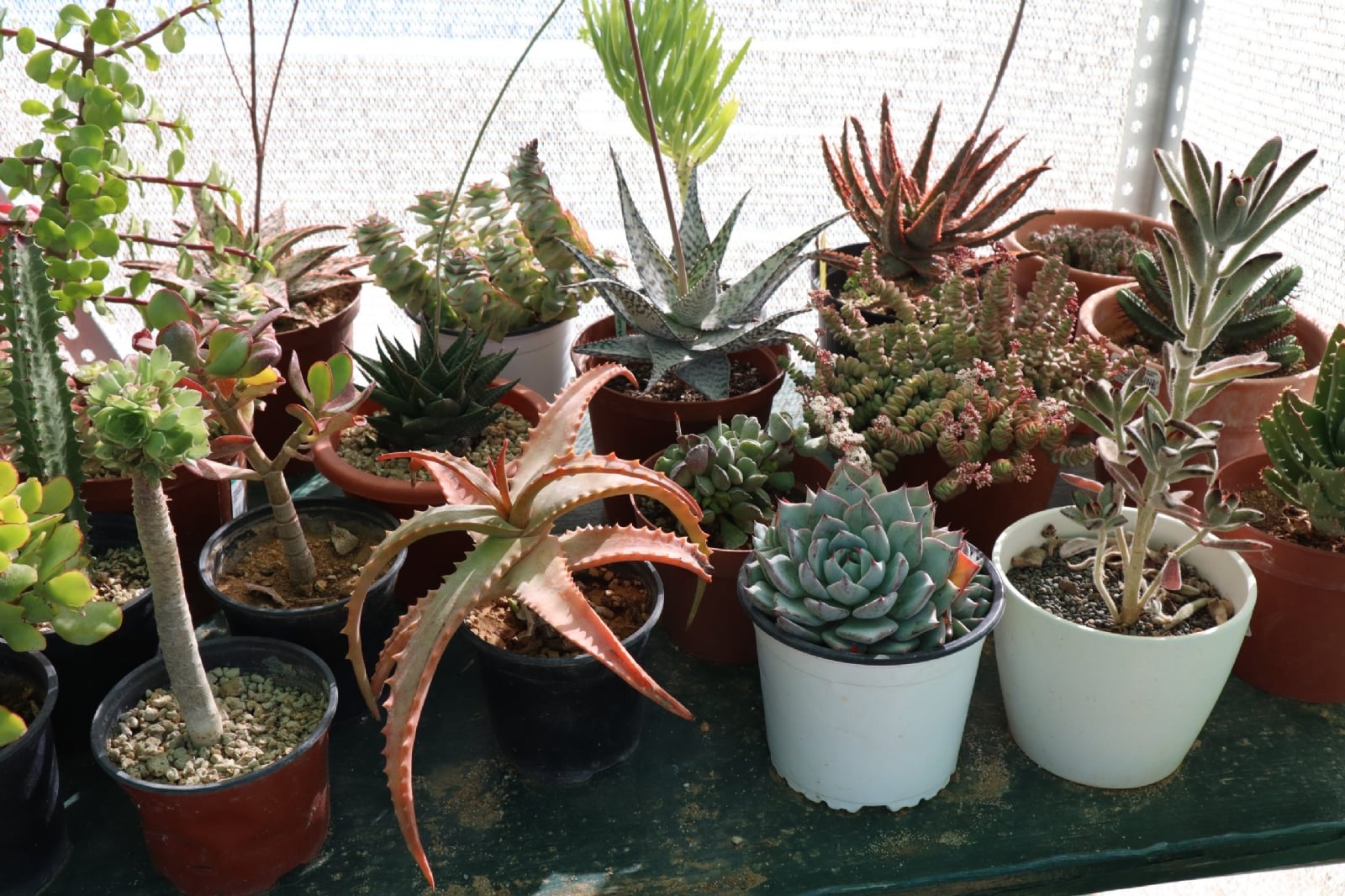 plantas