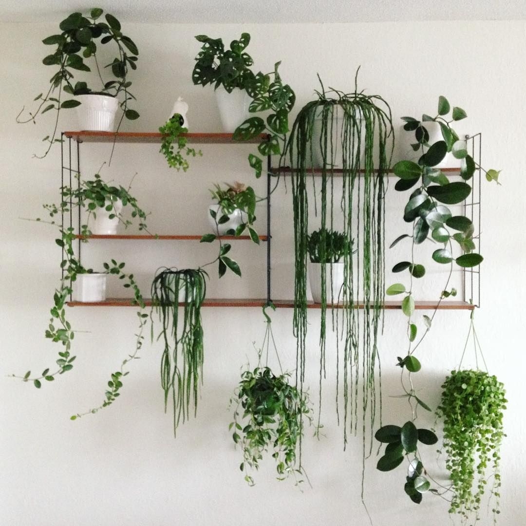 plantasssss