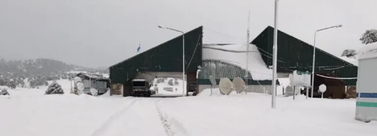 pino hachado cerrado por nieve 3