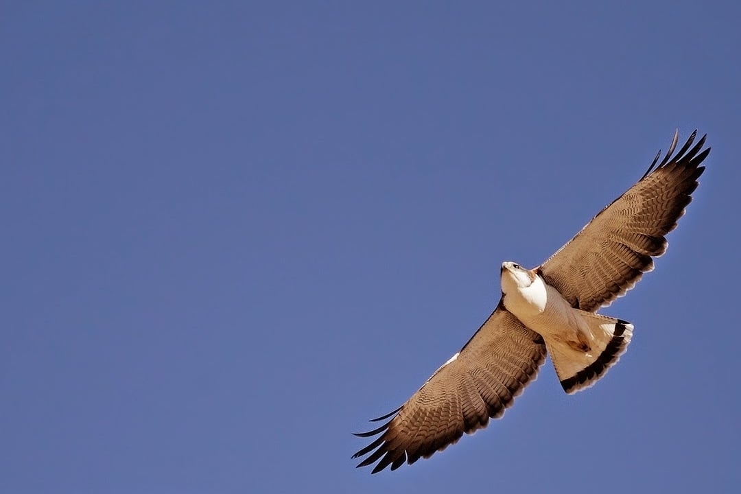 aguilucho-comun-1 (1)