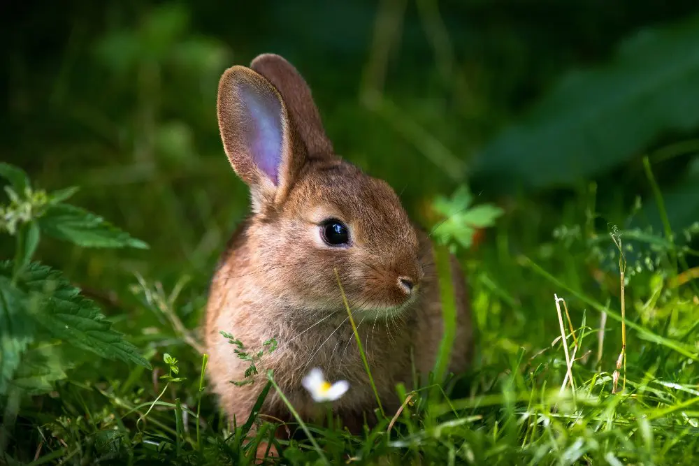 como-es-conejo.jpg