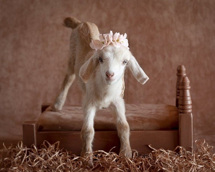 adorable-baby-goat-photos-1