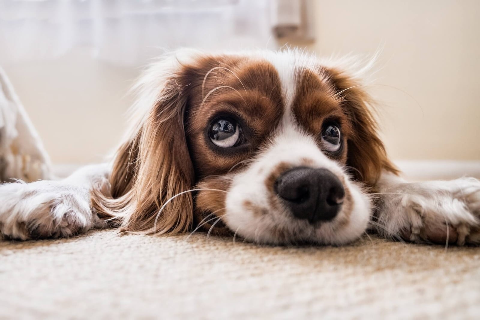 imagenes-perros-monos