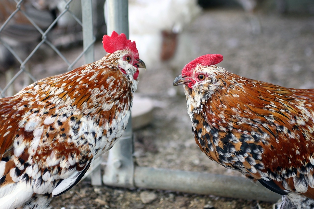 rooster-1232524_1280