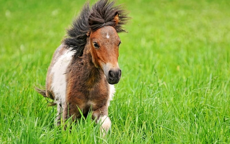 HD-wallpaper-sweet-baby-horse-ii-cute-pony-adorable-horse-baby-animals-field-sweet