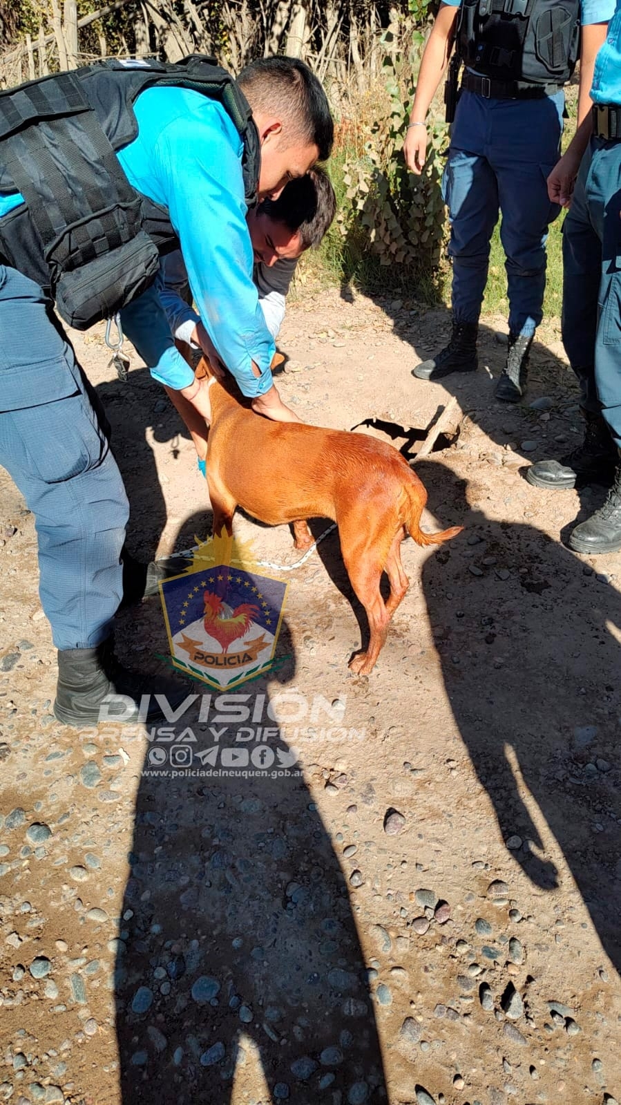 Perro can rescatado Policía de Neuquén 1