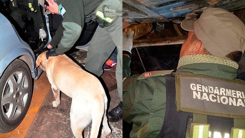 perros adiestrados busqueda narcoticos gendarmeria