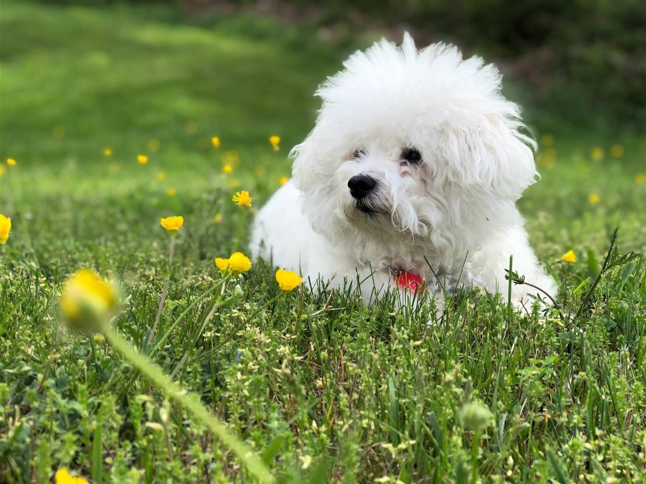 perro-bichon-maltes_068dc733_1280x960