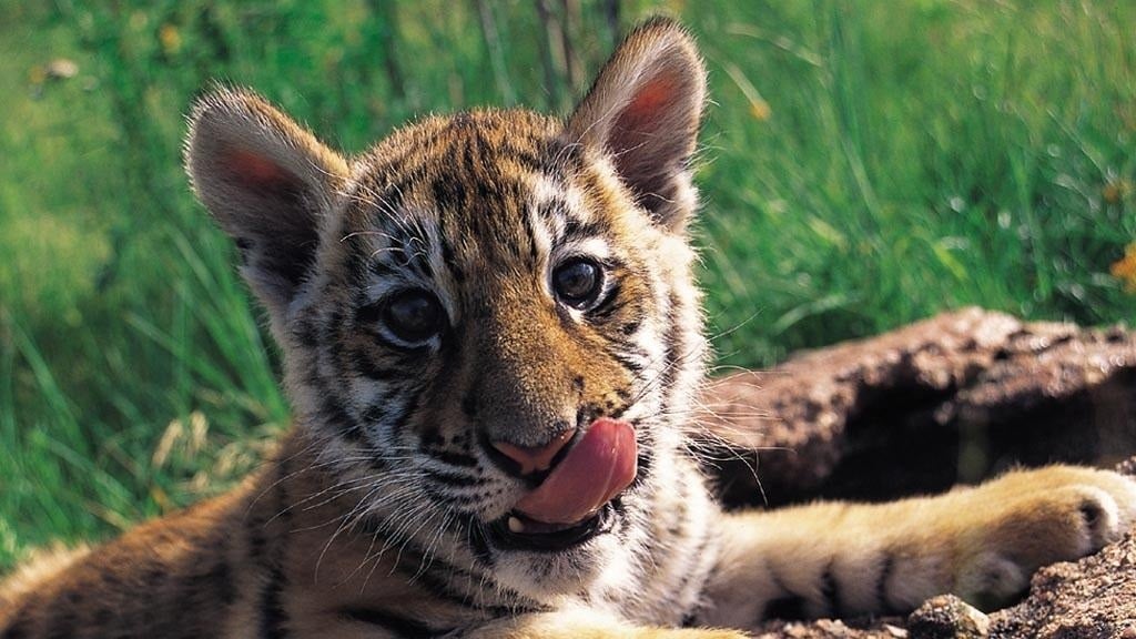 tigre-cachorro