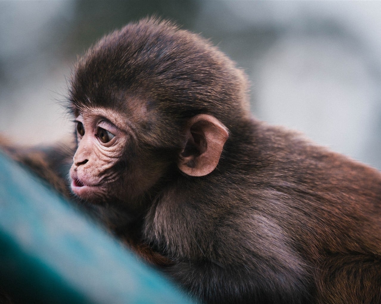 Cute-little-monkey-look_1280x1024
