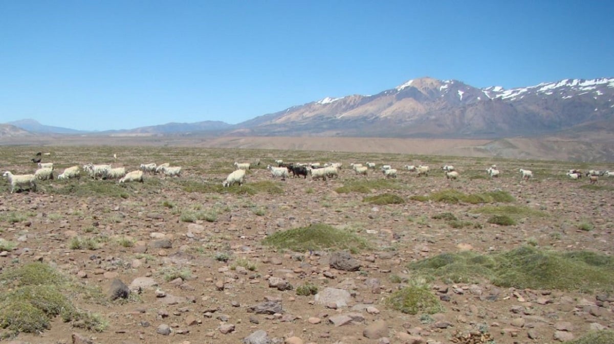 emergencia agropecuaria diario RN