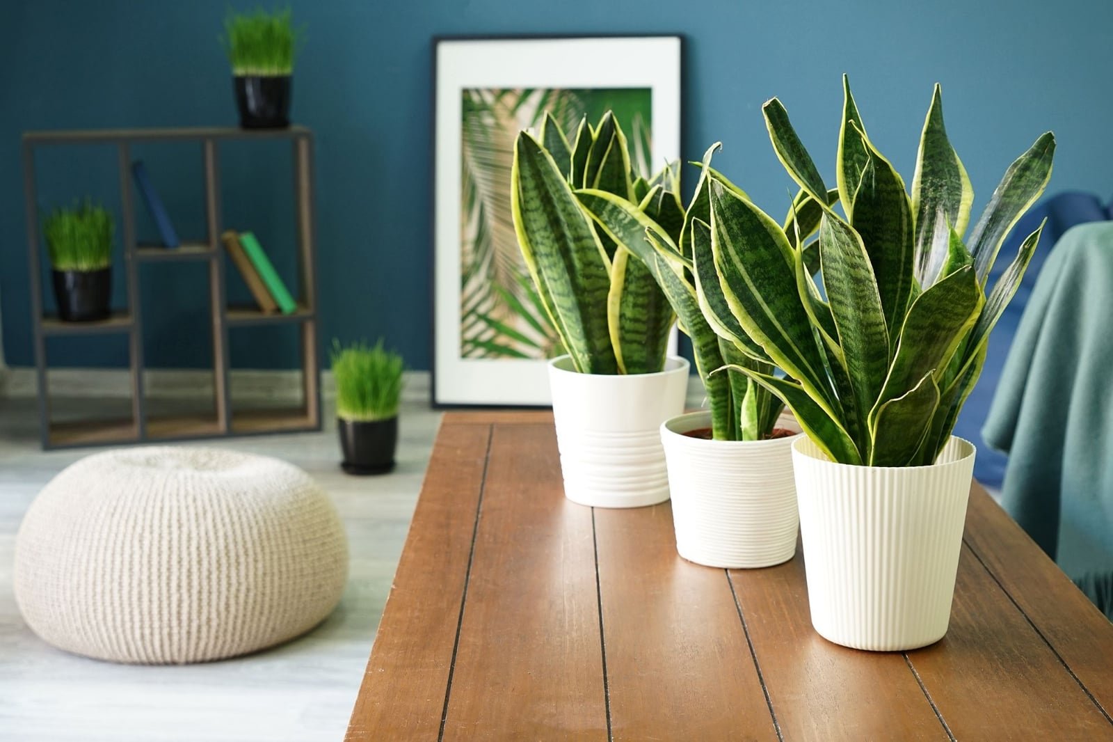 planta-serpiente-sansevieria-1601623368