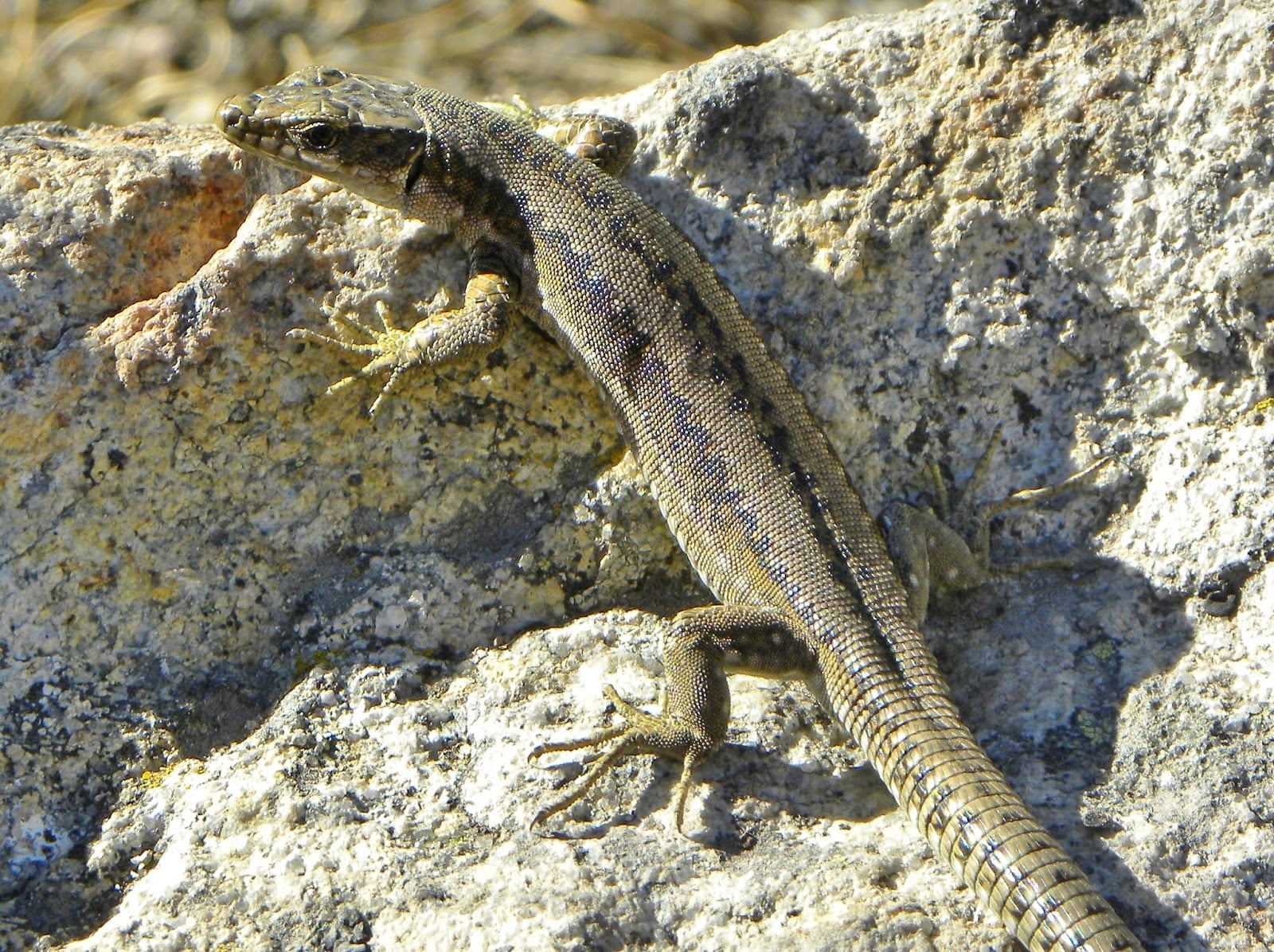 lagartija patagonica