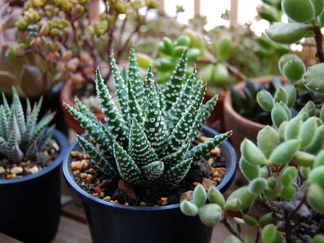 Suculentas-plantas 4