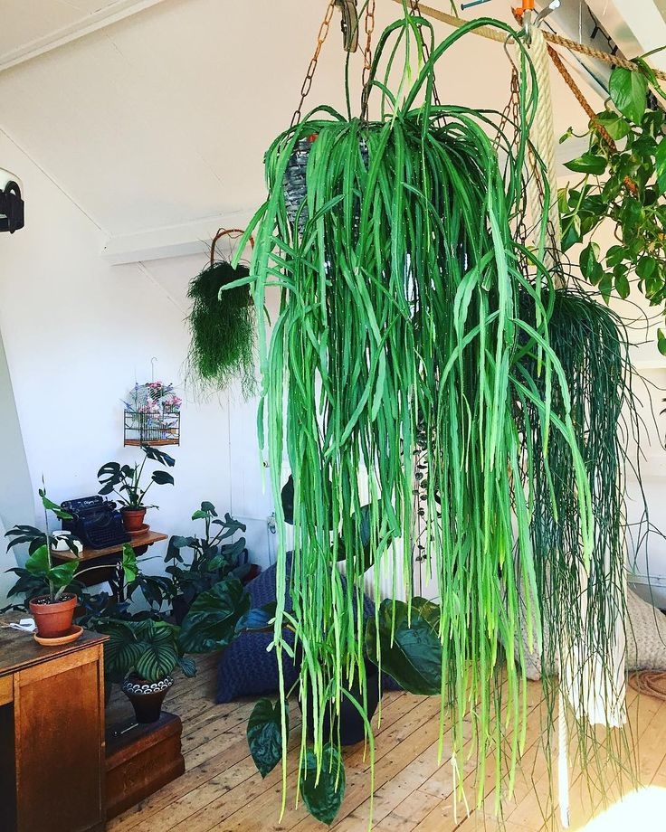 Suculentas-plantas 5
