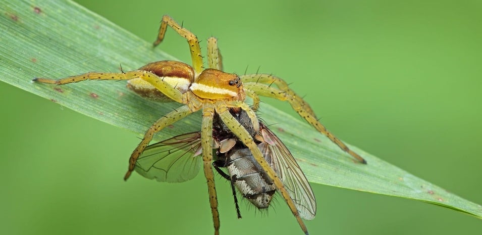 What-Do-Spiders-Eat-1__2X