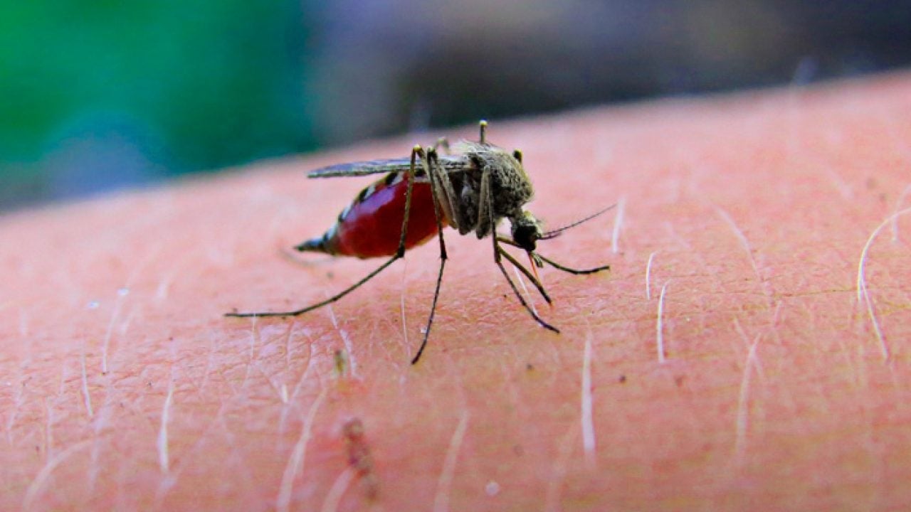ahuyentar-mosquitos-remedios-caseros-1280x720