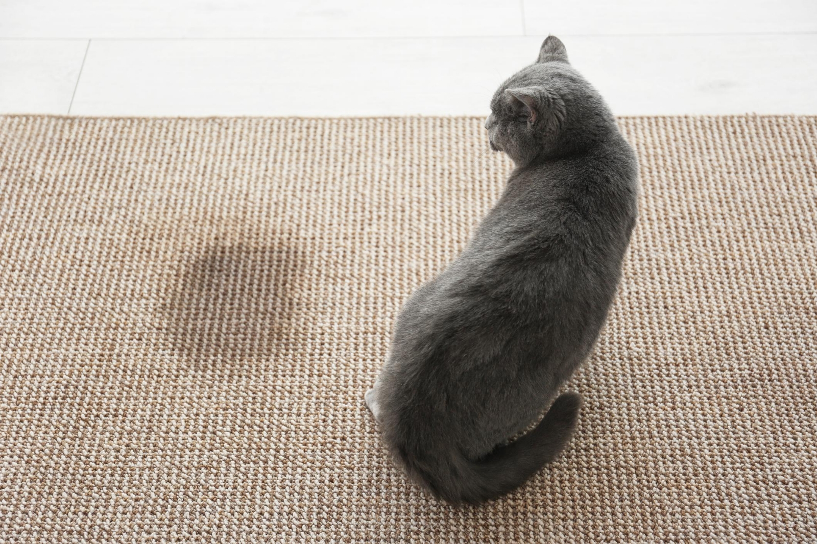 por_que_mi_gato_orina_en_todas_partes_22234_orig