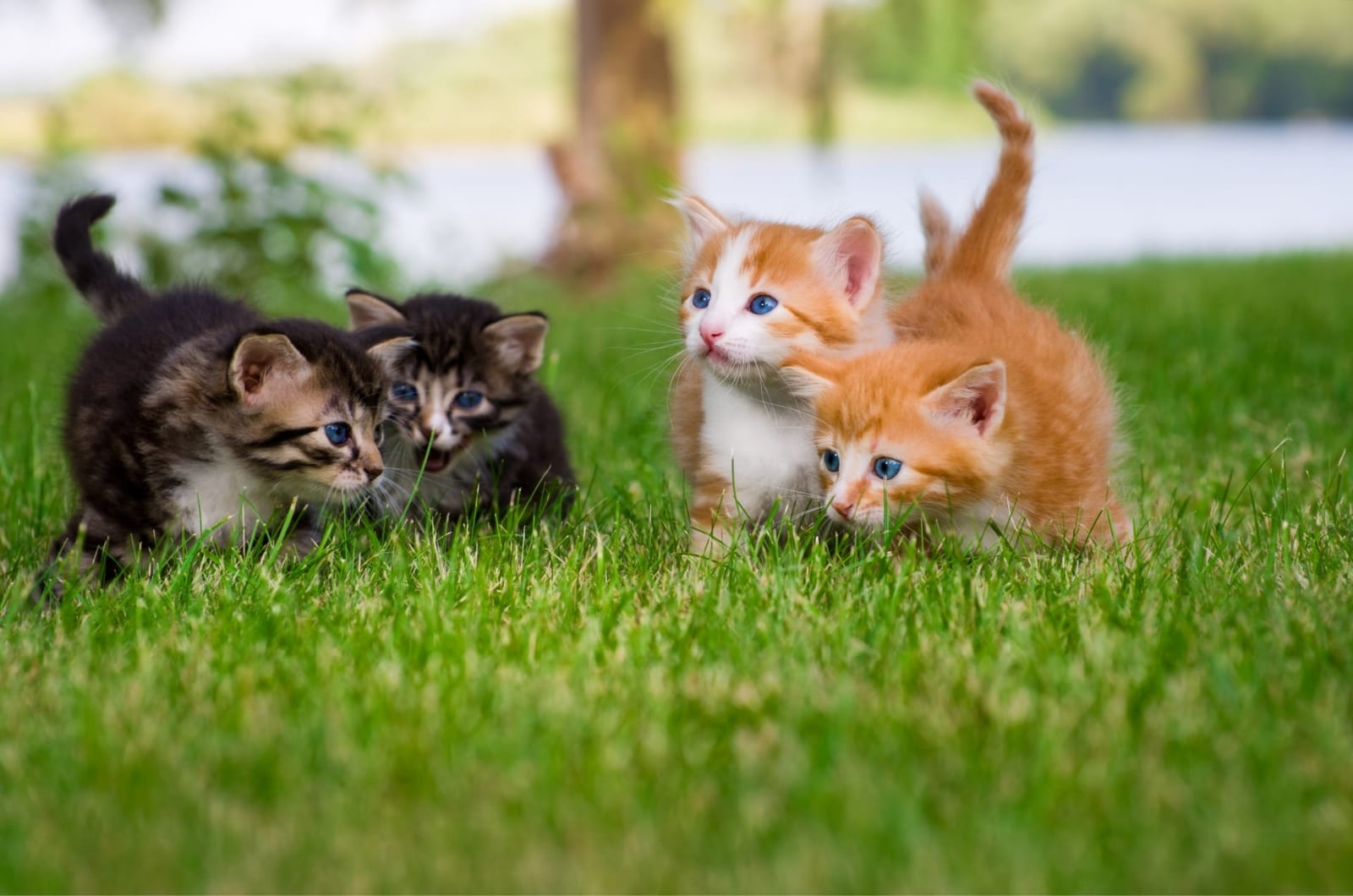 kitten-entwicklung-w1920-h1272