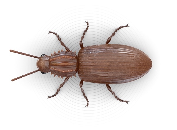 Pantry-Beetles-Hero-1_2X