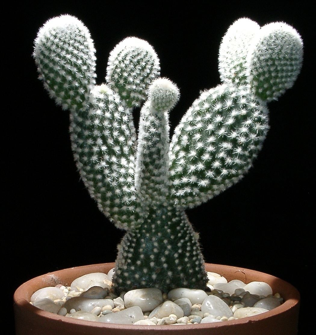 Opuntia_microdasys_var_angelwings