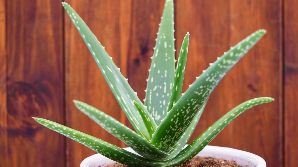 aloe-vera-white-pot_sunwand24-ss_edit