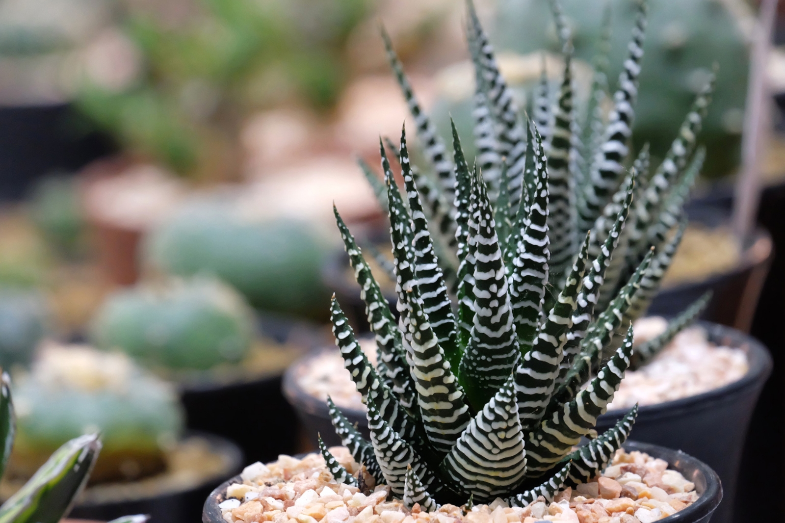 Haworthia-Fasciata