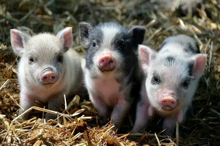 0bf8bbaad2006ad02ecc03cd7caea296--cute-piglets-mini-piglets