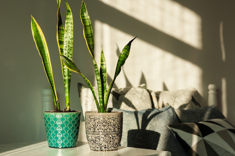 suculentas-de-interior-sansevieria-