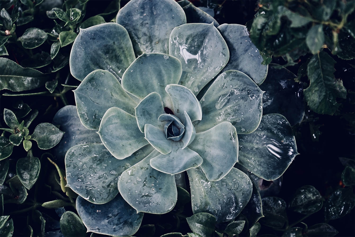 suculenta-frio-hielo