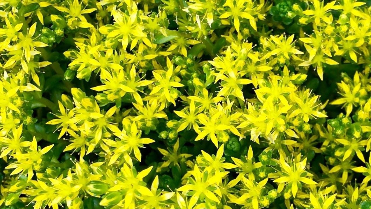 f1280x720-26964_158639_5050