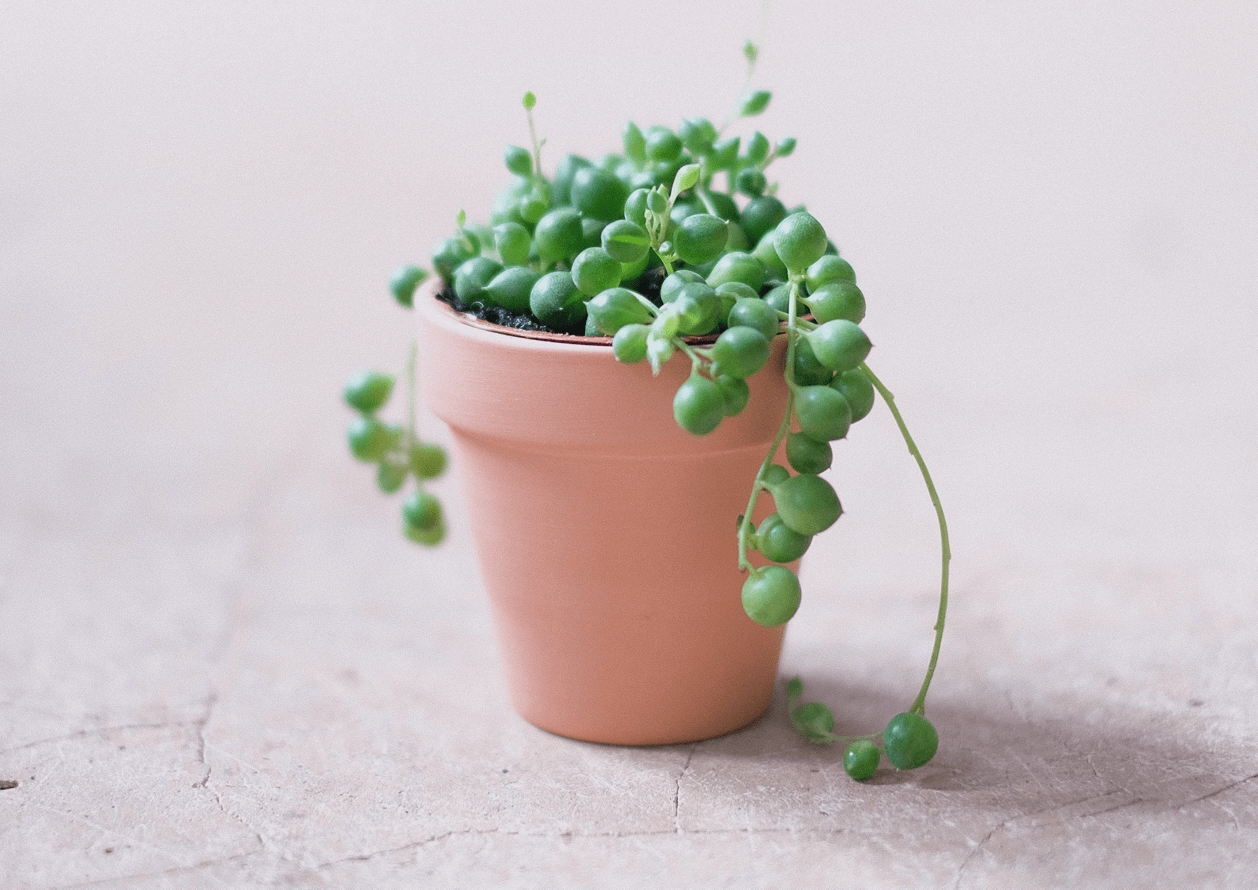starzec-rowleya-senecio-roslina