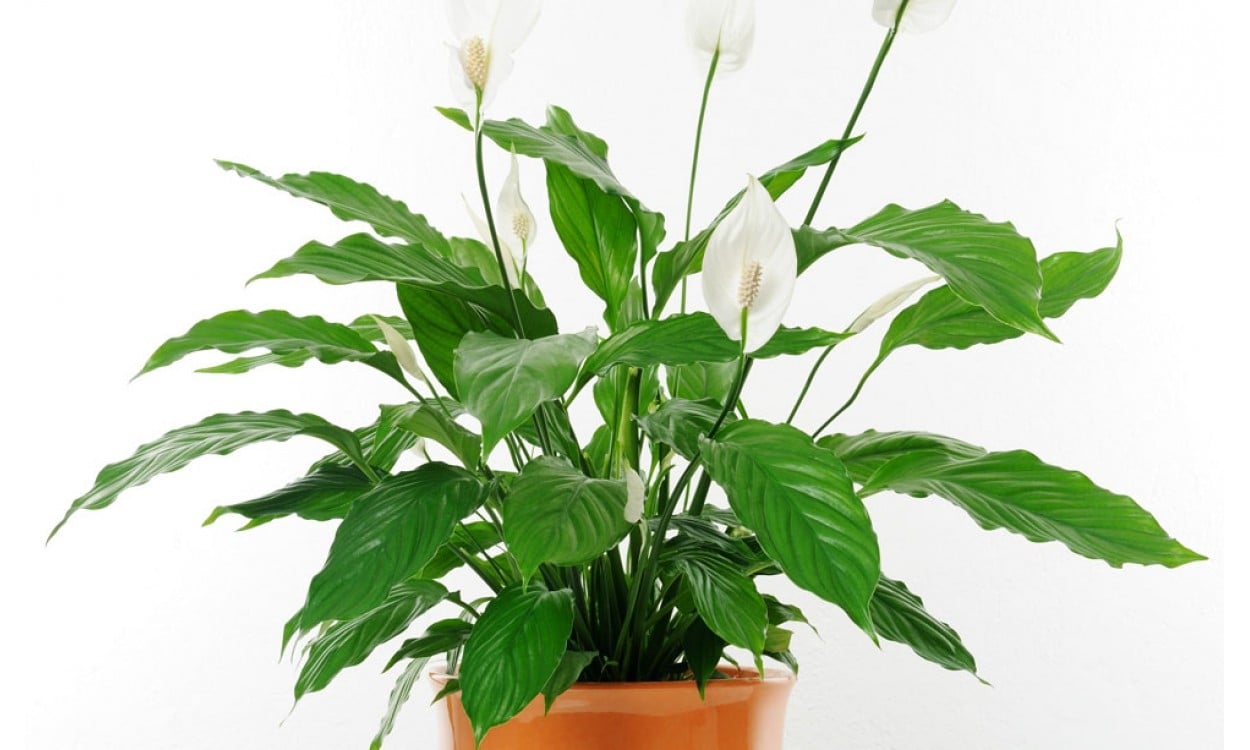 Spathiphyllum-una-planta-que-purifica-el-aire-del-hogar-1250x750