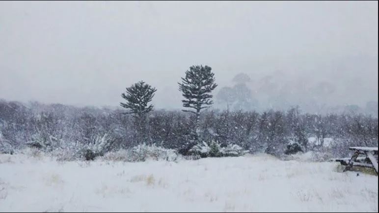 alerta smn la mañana de nqn
