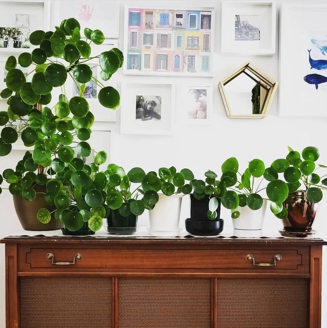 planta-pilea-planta-del-dinero-pinterest-1531309135