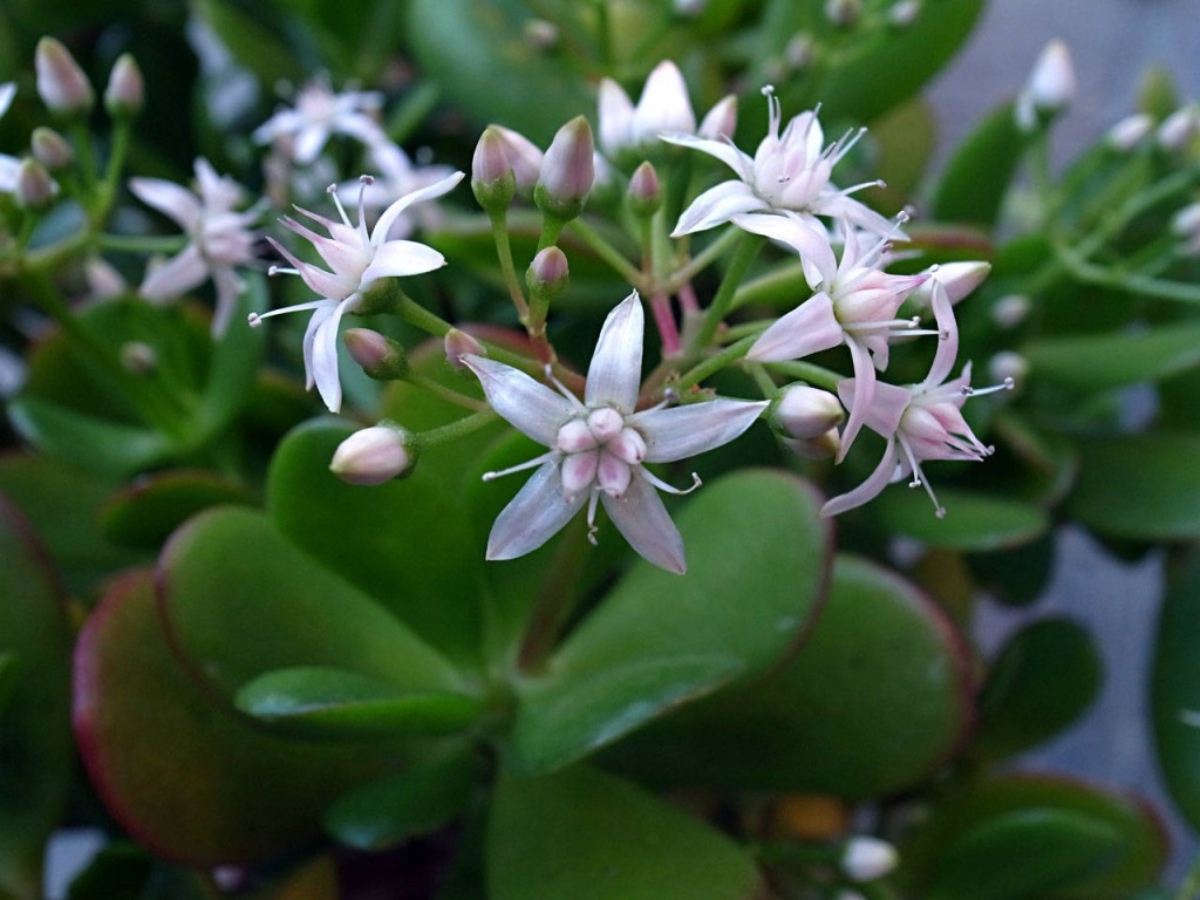 Crassula-ovata1-1024x768(1)