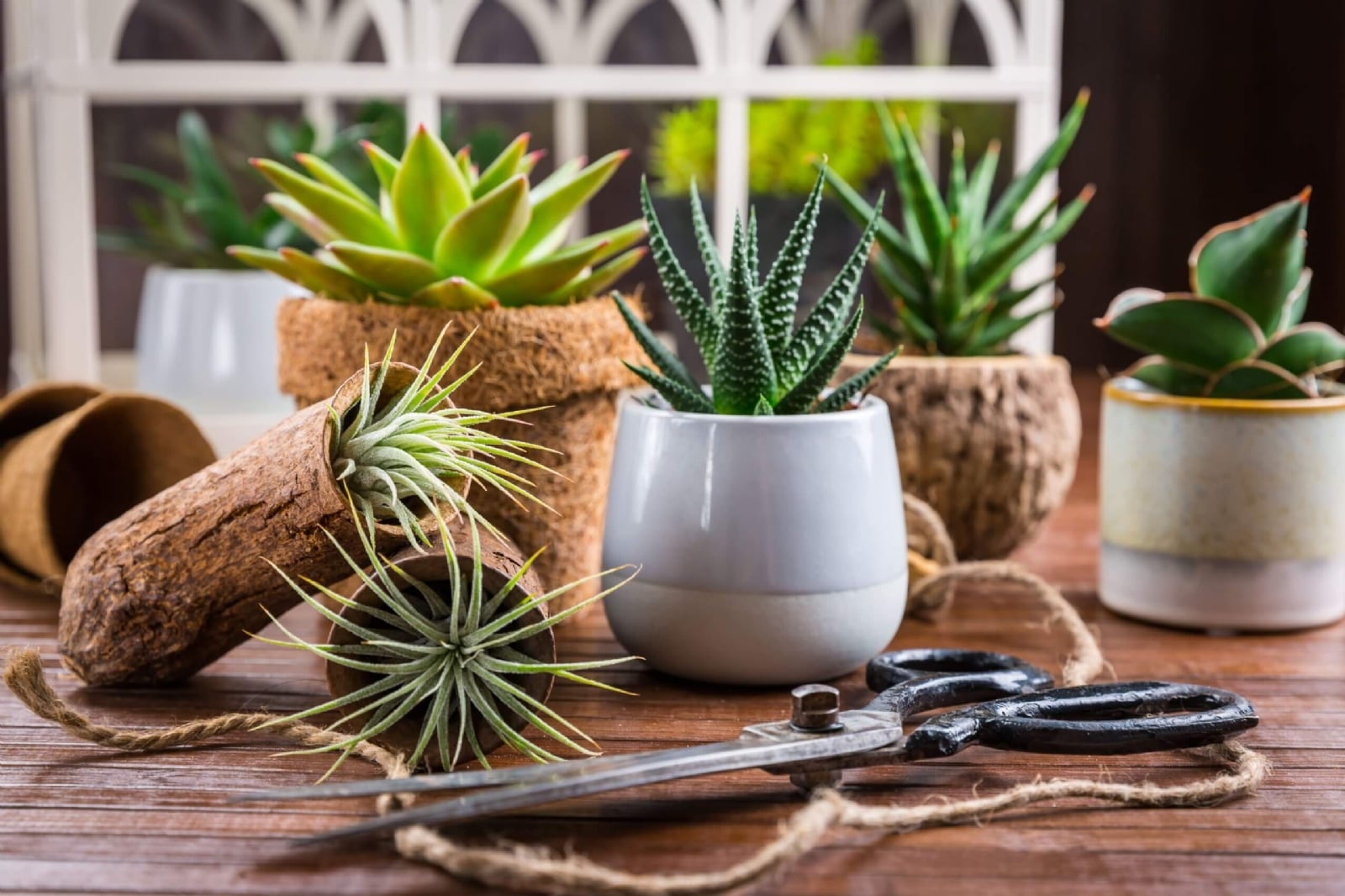 suculentas-decorar-interiores-scaled