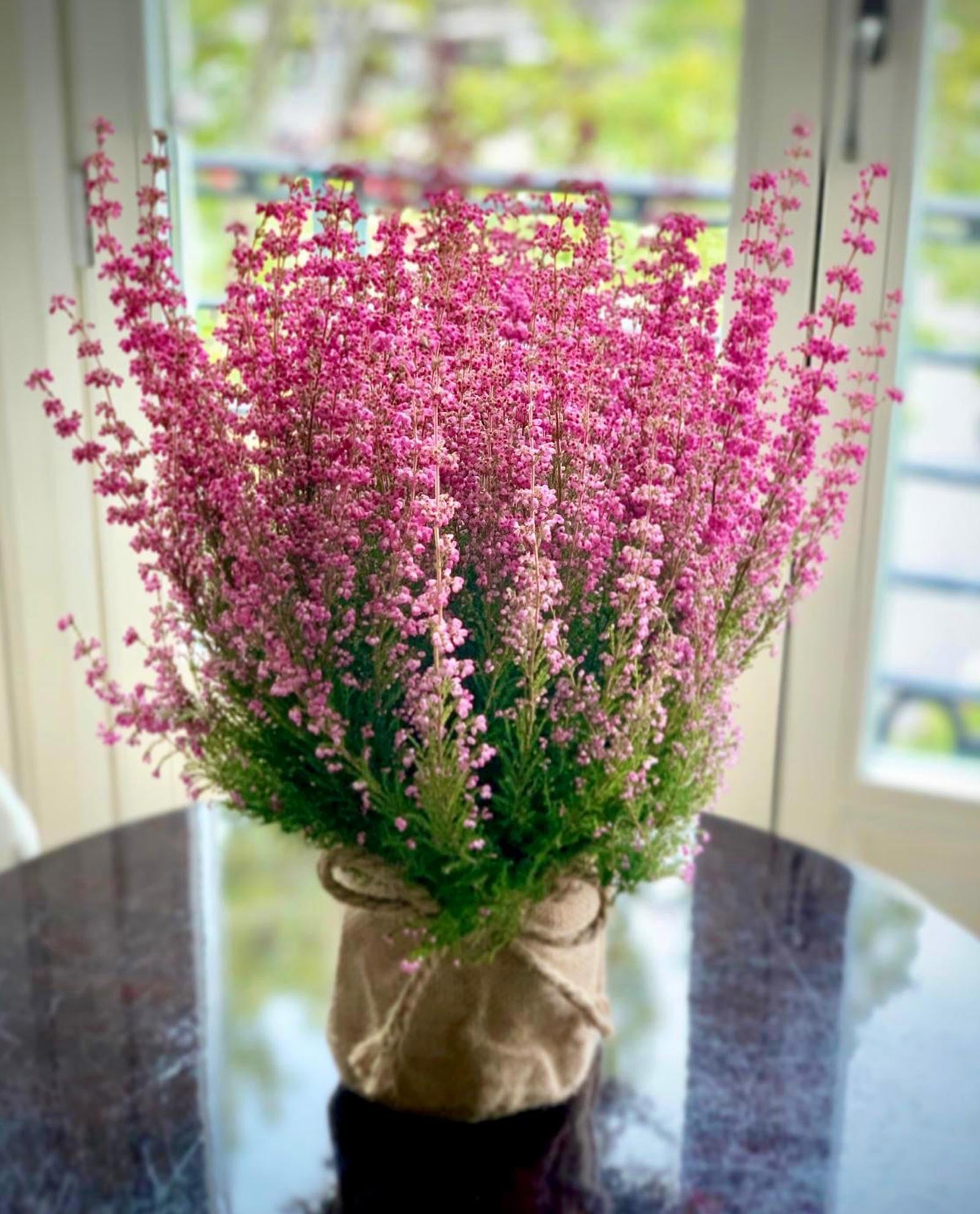 planta-brezo-floristeria-salon-des-fleurs-1