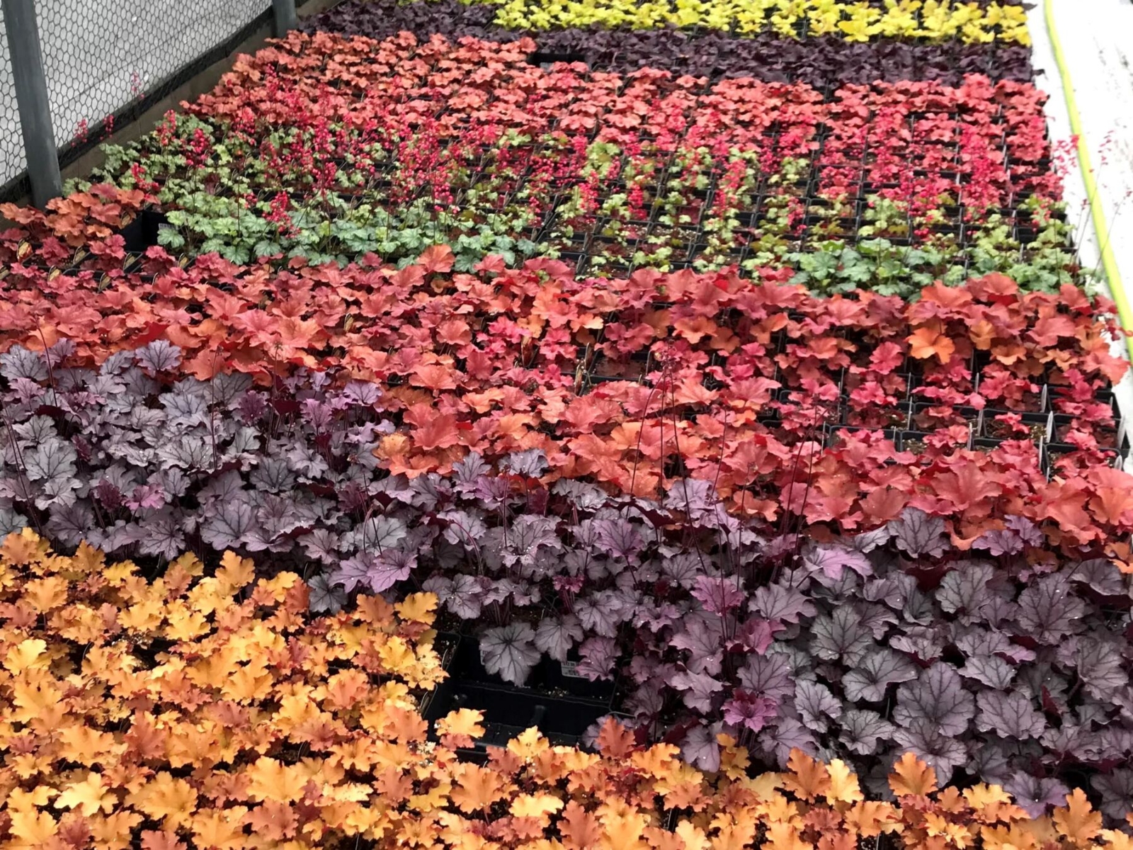 heuchera-mid-March-1