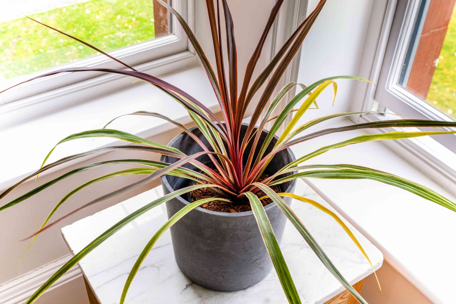grow-cordyline-indoors-1902747-hero-011-05fac05cfe2845309cc8840a4cc87bbc