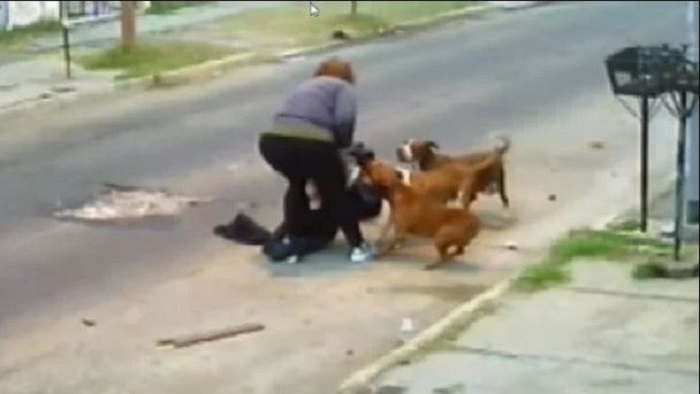 pitbulls mejor informado