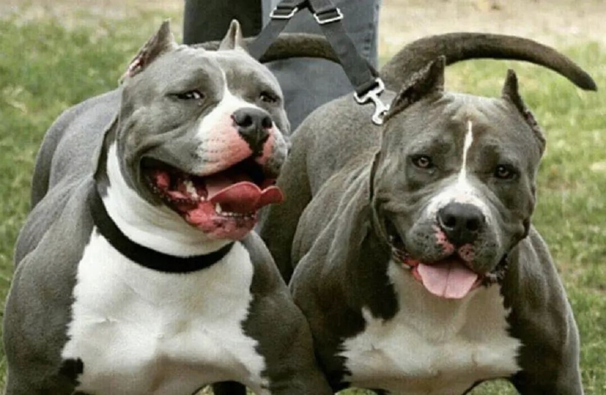 pitbulls los andes